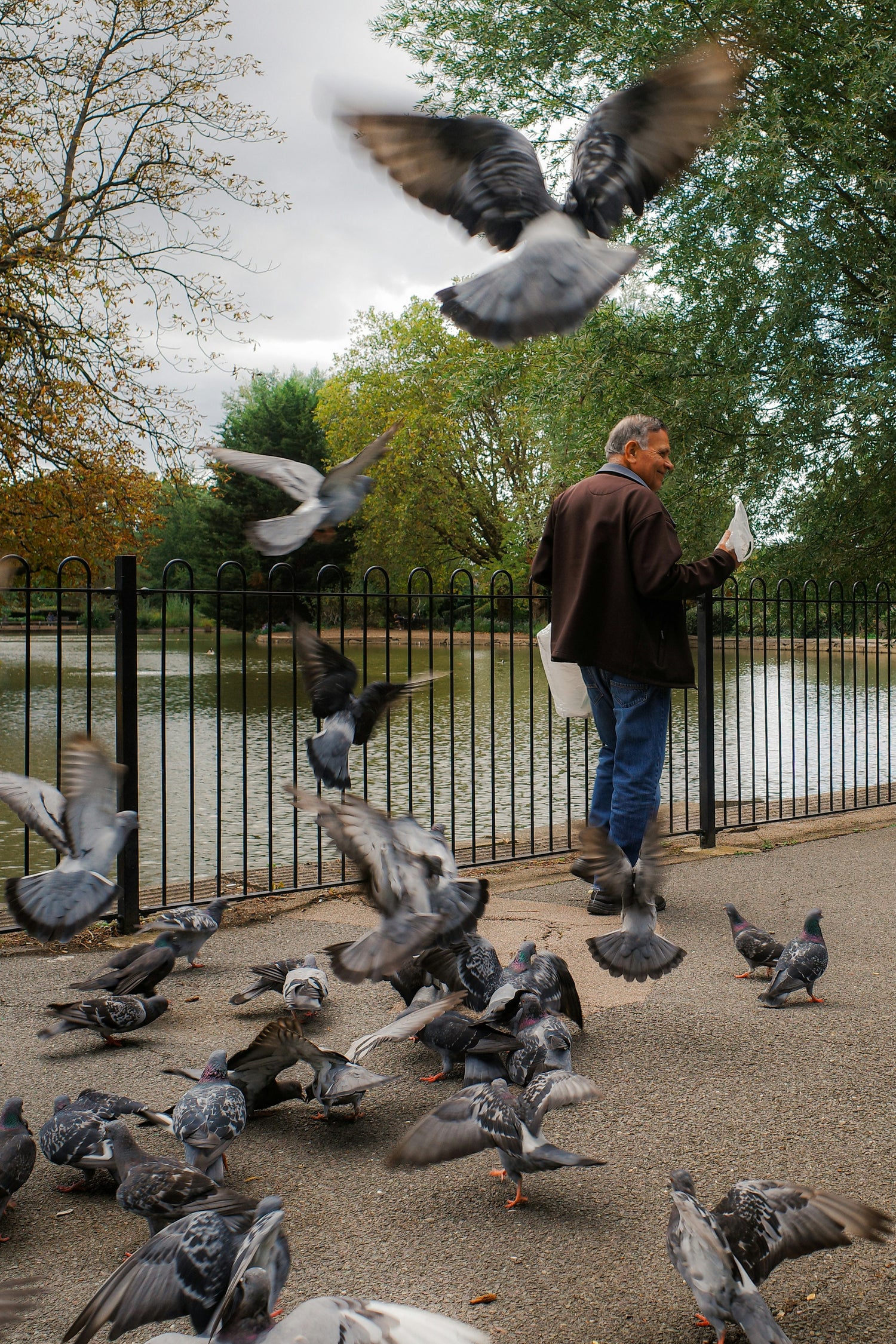 Viele Tauben auf einem Gehweg an einem See mit einem Mann. 
